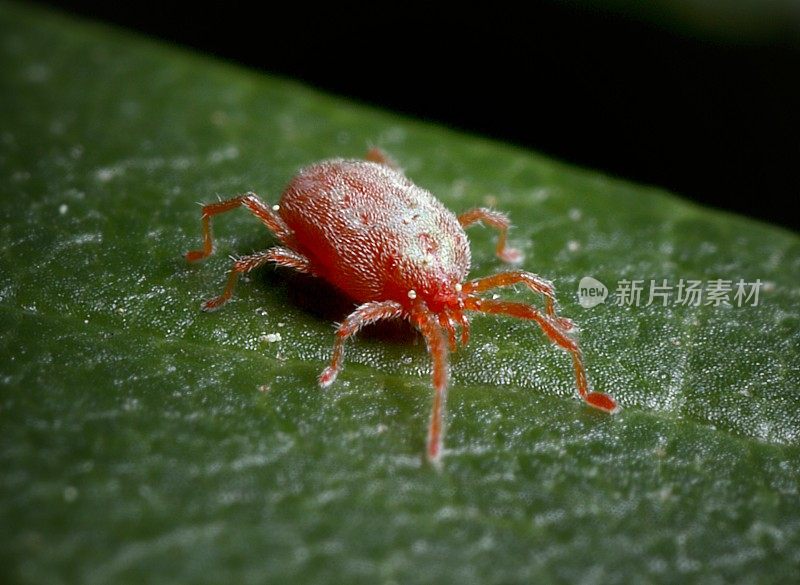 人行道米特（特龙比库利达;巴拉斯蒂姆 sp.）